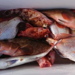 オーフリー 釣果