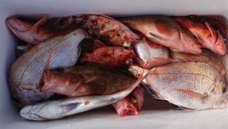 オーフリー 釣果