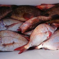 オーフリー 釣果