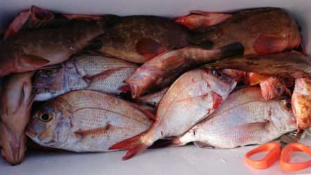 オーフリー 釣果