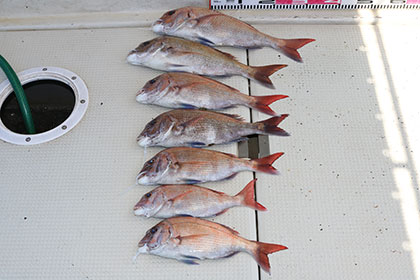 松本釣船２ 釣果