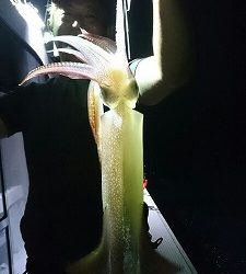 海龍丸(福岡) 釣果