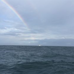 マタウマリンサービス 釣果