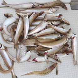 松本釣船２ 釣果