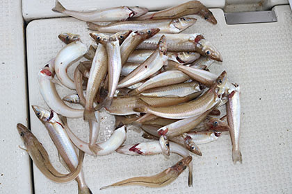 松本釣船２ 釣果