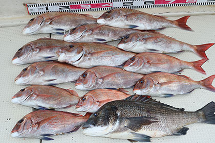 松本釣船２ 釣果