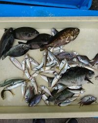 和歌山マリーナシティ釣り公園 釣果