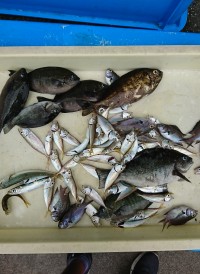 和歌山マリーナシティ釣り公園 釣果