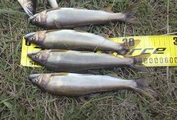 会津大川(会津非出資漁業協同組合) 釣果