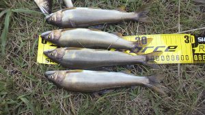 会津大川（会津非出資漁業協同組合） 釣果