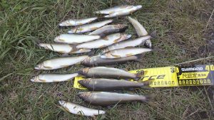 会津大川(会津非出資漁業協同組合) 釣果