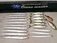 オーシャンマスター 釣果