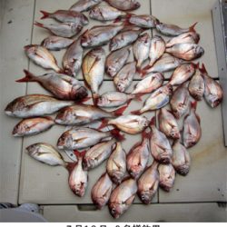 来温丸（らいおんまる） 釣果