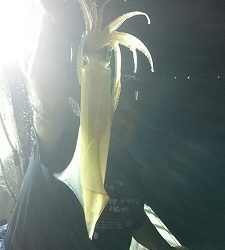 海龍丸(福岡) 釣果