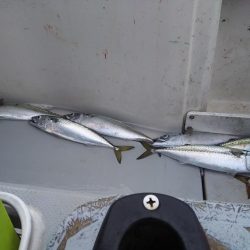 ふじしま 釣果
