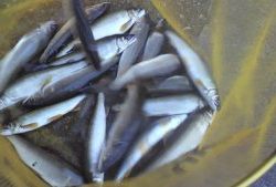 会津大川（会津非出資漁業協同組合） 釣果