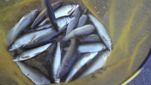 会津大川（会津非出資漁業協同組合） 釣果