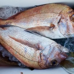 オーフリー 釣果