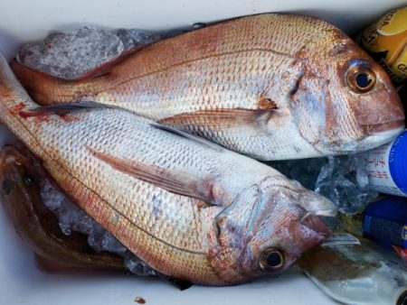 オーフリー 釣果