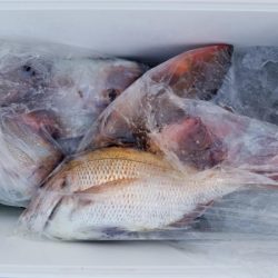 オーフリー 釣果