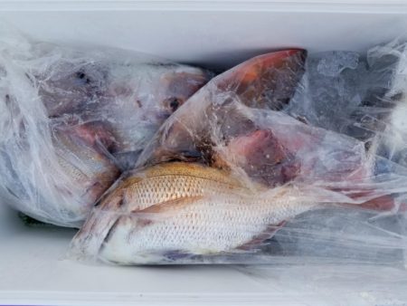 オーフリー 釣果