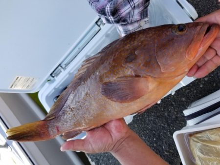 オーフリー 釣果