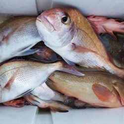 オーフリー 釣果