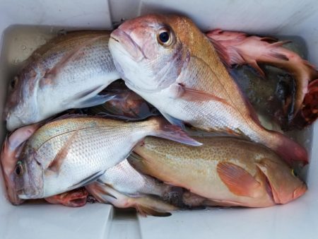 オーフリー 釣果