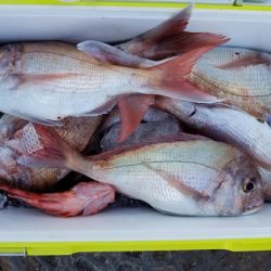 オーフリー 釣果