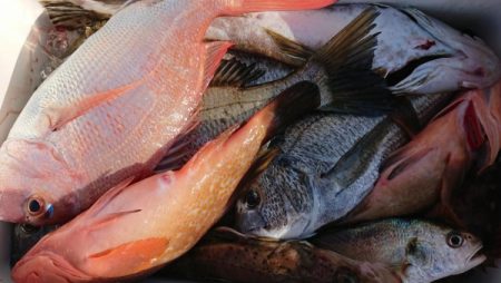 オーフリー 釣果