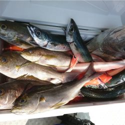 マタウマリンサービス 釣果