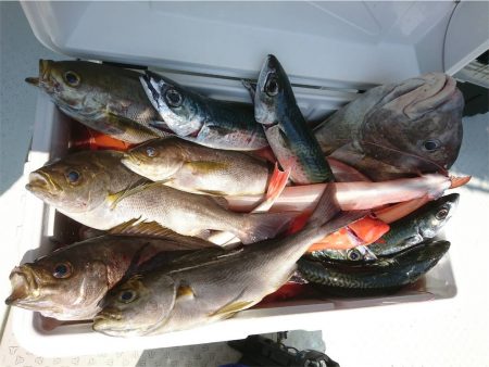 マタウマリンサービス 釣果