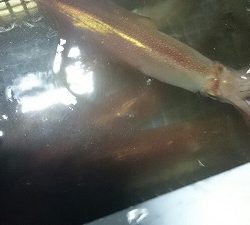 海龍丸(福岡) 釣果