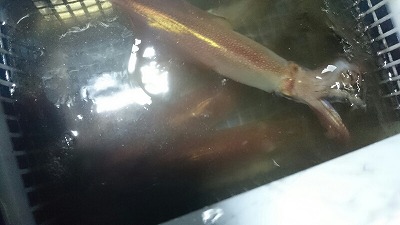 海龍丸(福岡) 釣果