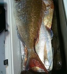 海龍丸(福岡) 釣果