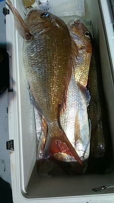 海龍丸(福岡) 釣果