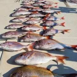 オーフリー 釣果