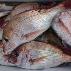 オーフリー 釣果