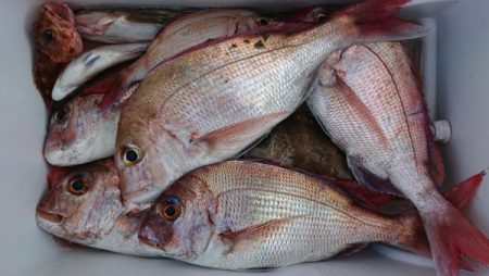 オーフリー 釣果