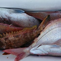 オーフリー 釣果