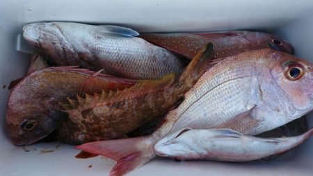 オーフリー 釣果