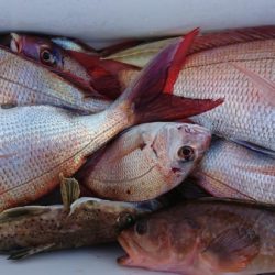 オーフリー 釣果