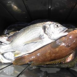 ルアー船マヒマヒ 釣果