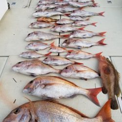 オーフリー 釣果