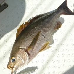 マタウマリンサービス 釣果