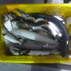 宝政丸 釣果