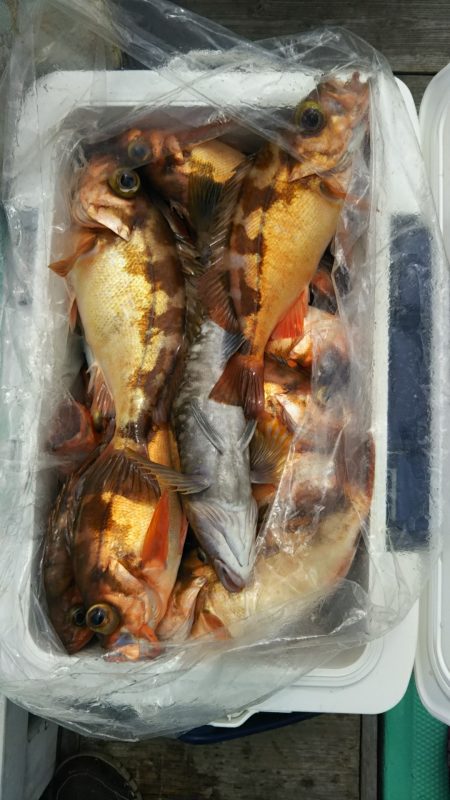 モンロー号 釣果