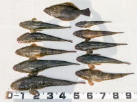 オーシャンマスター 釣果