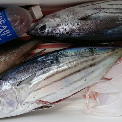 明神釣船 釣果