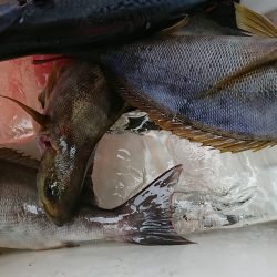 明神釣船 釣果